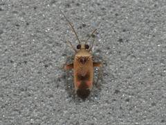 Parthenicus juniperi