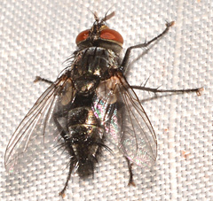 Tachinomyia