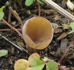 Ciborinia camelliae