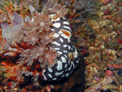 Styelidae
