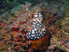 Styelidae