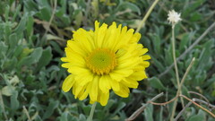 Gaillardia megapotamica