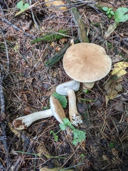 Tylopilus intermedius