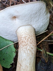 Tylopilus intermedius