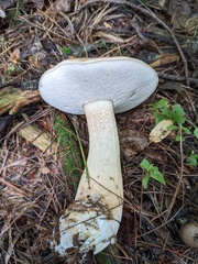 Tylopilus intermedius