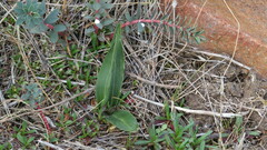 Brachystele dilatata