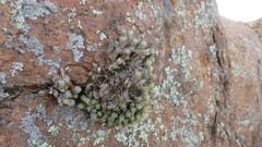 Tillandsia pedicellata