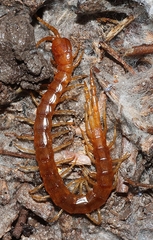Cryptops australis