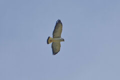 Geranoaetus polyosoma polyosoma
