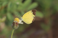 Eurema brigitta
