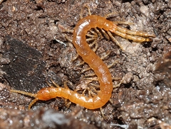 Cryptops australis