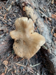 Tricholoma pardinum