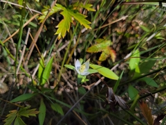 Lomatogonium rotatum