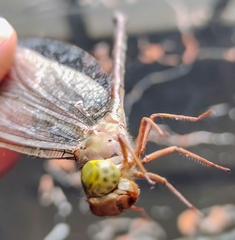 Gynacantha bayadera