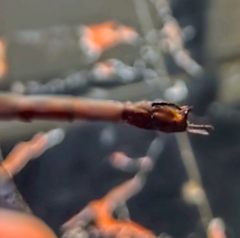 Gynacantha bayadera