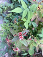 Hypericum virginicum