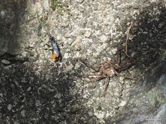 Tachypompilus analis