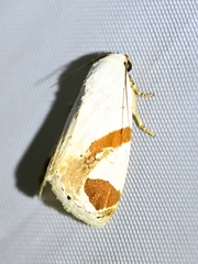 Sphragifera biplagiata
