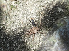 Tachypompilus analis