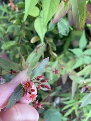 Hypericum virginicum