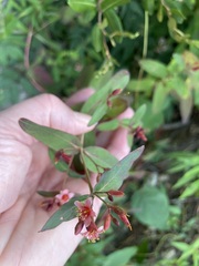 Hypericum virginicum