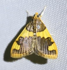 Rehimena phrynealis