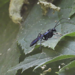 Ichneumon centrator