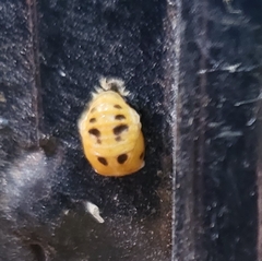 Harmonia axyridis