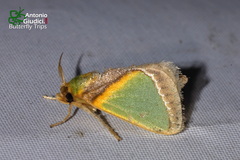 Nephelimorpha snelleni