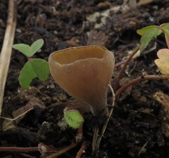Ciborinia camelliae