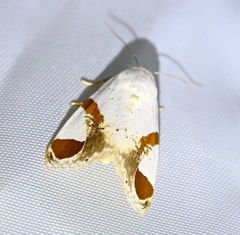 Sphragifera biplagiata