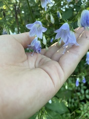 Adenophora triphylla