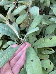 Rhododendron