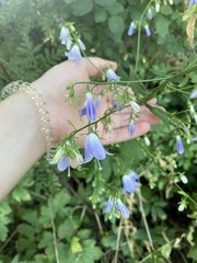 Adenophora triphylla