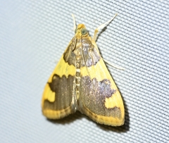 Rehimena phrynealis