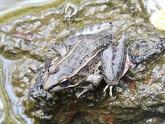 Lithobates neovolcanicus
