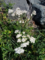 Achillea millefolium image