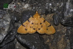 Xanthomelaena schematias