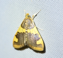 Rehimena phrynealis