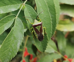 Acanthosoma haemorrhoidale