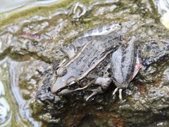 Lithobates neovolcanicus