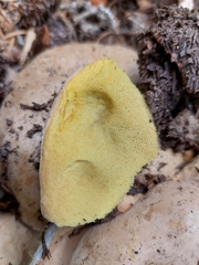Boletus barrowsii