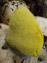 Boletus barrowsii