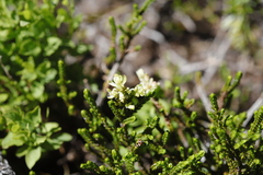 Exobasidium cassiopes