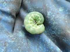 Melanchra persicariae