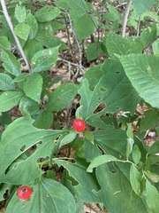 Trillium undulatum