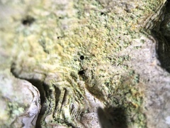 Chaenotheca ferruginea