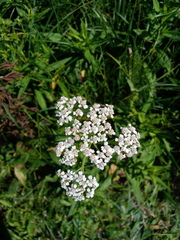 Achillea millefolium image