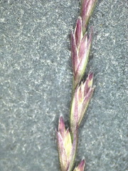 Leptochloa mucronata