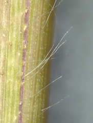 Leptochloa mucronata